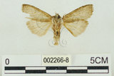 中文名:塔偉波紋蛾(2266-8)學名:Takapsestis wilemaniella Matsumura, 1933(2266-8)