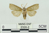 中文名:塔偉波紋蛾(2326-2)學名:Takapsestis wilemaniella Matsumura, 1933(2326-2)