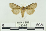 中文名:塔偉波紋蛾(2326-2)學名:Takapsestis wilemaniella Matsumura, 1933(2326-2)
