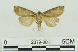 中文名:塔偉波紋蛾(2379-30)學名:Takapsestis wilemaniella Matsumura, 1933(2379-30)