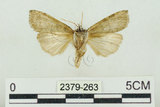 中文名:塔偉波紋蛾(2379-263)學名:Takapsestis wilemaniella Matsumura, 1933(2379-263)