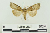 中文名:塔偉波紋蛾(2379-263)學名:Takapsestis wilemaniella Matsumura, 1933(2379-263)