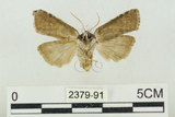 中文名:塔偉波紋蛾(2379-91)學名:Takapsestis wilemaniella Matsumura, 1933(2379-91)