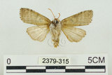 中文名:塔偉波紋蛾(2379-315)學名:Takapsestis wilemaniella Matsumura, 1933(2379-315)
