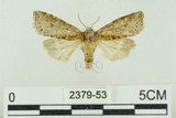 中文名:塔偉波紋蛾(2379-53)學名:Takapsestis wilemaniella Matsumura, 1933(2379-53)