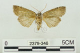 中文名:塔偉波紋蛾(2379-346)學名:Takapsestis wilemaniella Matsumura, 1933(2379-346)