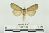 中文名:塔偉波紋蛾(2827-92)學名:Takapsestis wilemaniella Matsumura, 1933(2827-92)