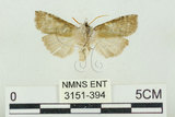 中文名:塔偉波紋蛾(3151-394)學名:Takapsestis wilemaniella Matsumura, 1933(3151-394)