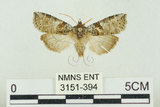 中文名:塔偉波紋蛾(3151-394)學名:Takapsestis wilemaniella Matsumura, 1933(3151-394)