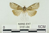中文名:塔偉波紋蛾(3151-84)學名:Takapsestis wilemaniella Matsumura, 1933(3151-84)