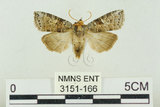 中文名:塔偉波紋蛾(3151-166)學名:Takapsestis wilemaniella Matsumura, 1933(3151-166)