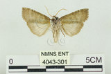 中文名:塔偉波紋蛾(4043-301)學名:Takapsestis wilemaniella Matsumura, 1933(4043-301)