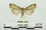 中文名:塔偉波紋蛾(4043-395)學名:Takapsestis wilemaniella Matsumura, 1933(4043-395)