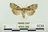 中文名:塔偉波紋蛾(4043-395)學名:Takapsestis wilemaniella Matsumura, 1933(4043-395)