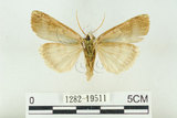 中文名:C-洒波紋蛾(1282-19511)學名:Tethea consimilis c-album (Matsumura, 1931)(1282-19511)