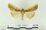 中文名:C-洒波紋蛾(1282-19511)學名:Tethea consimilis c-album (Matsumura, 1931)(1282-19511)