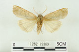 中文名:C-洒波紋蛾(1282-19389)學名:Tethea consimilis c-album (Matsumura, 1931)(1282-19389)