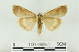 中文名:C-洒波紋蛾(1282-19695)學名:Tethea consimilis c-album (Matsumura, 1931)(1282-19695)