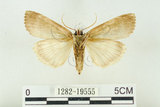 中文名:C-洒波紋蛾(1282-19555)學名:Tethea consimilis c-album (Matsumura, 1931)(1282-19555)