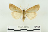中文名:C-洒波紋蛾(1282-19390)學名:Tethea consimilis c-album (Matsumura, 1931)(1282-19390)
