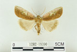 中文名:C-洒波紋蛾(1282-19390)學名:Tethea consimilis c-album (Matsumura, 1931)(1282-19390)