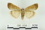 中文名:C-洒波紋蛾(1282-19546)學名:Tethea consimilis c-album (Matsumura, 1931)(1282-19546)