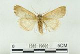 中文名:C-洒波紋蛾(1282-19602)學名:Tethea consimilis c-album (Matsumura, 1931)(1282-19602)