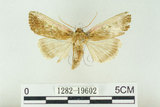 中文名:C-洒波紋蛾(1282-19602)學名:Tethea consimilis c-album (Matsumura, 1931)(1282-19602)