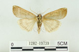 中文名:C-洒波紋蛾(1282-19739)學名:Tethea consimilis c-album (Matsumura, 1931)(1282-19739)