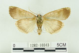 中文名:C-洒波紋蛾(1282-10343)學名:Tethea consimilis c-album (Matsumura, 1931)(1282-10343)