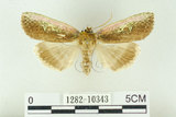 中文名:C-洒波紋蛾(1282-10343)學名:Tethea consimilis c-album (Matsumura, 1931)(1282-10343)