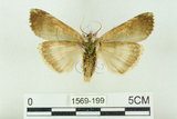 中文名:C-洒波紋蛾(1569-199)學名:Tethea consimilis c-album (Matsumura, 1931)(1569-199)