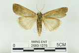 中文名:C-洒波紋蛾(2680-1276)學名:Tethea consimilis c-album (Matsumura, 1931)(2680-1276)