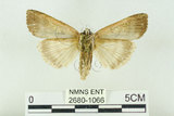 中文名:C-洒波紋蛾(2680-1066)學名:Tethea consimilis c-album (Matsumura, 1931)(2680-1066)