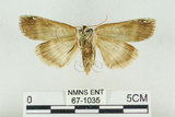 中文名:台洒波紋蛾(67-1035)學名:Tethea oberthueri taiwana (Matsumura, 1931)(67-1035)
