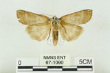 中文名:台洒波紋蛾(67-1090)學名:Tethea oberthueri taiwana (Matsumura, 1931)(67-1090)