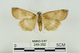 中文名:台洒波紋蛾(245-352)學名:Tethea oberthueri taiwana (Matsumura, 1931)(245-352)