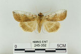 中文名:台洒波紋蛾(245-352)學名:Tethea oberthueri taiwana (Matsumura, 1931)(245-352)