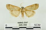 中文名:台洒波紋蛾(245-350)學名:Tethea oberthueri taiwana (Matsumura, 1931)(245-350)