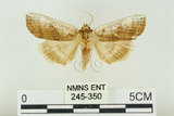 中文名:台洒波紋蛾(245-350)學名:Tethea oberthueri taiwana (Matsumura, 1931)(245-350)