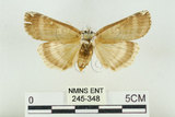 中文名:台洒波紋蛾(245-348)學名:Tethea oberthueri taiwana (Matsumura, 1931)(245-348)
