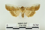 中文名:台洒波紋蛾(774-150)學名:Tethea oberthueri taiwana (Matsumura, 1931)(774-150)