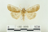 中文名:台洒波紋蛾(1282-18946)學名:Tethea oberthueri taiwana (Matsumura, 1931)(1282-18946)