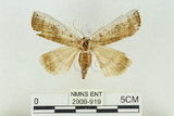 中文名:台洒波紋蛾(2909-919)學名:Tethea oberthueri taiwana (Matsumura, 1931)(2909-919)