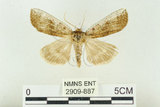 中文名:台洒波紋蛾(2909-887)學名:Tethea oberthueri taiwana (Matsumura, 1931)(2909-887)