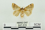 中文名:波紋蛾(247-315)學名:Thyatira batis formosicola Matsumura, 1933(247-315)