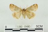 中文名:波紋蛾(1282-19485)學名:Thyatira batis formosicola Matsumura, 1933(1282-19485)