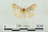 中文名:波紋蛾(1282-19653)學名:Thyatira batis formosicola Matsumura, 1933(1282-19653)