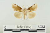 中文名:波紋蛾(1282-19653)學名:Thyatira batis formosicola Matsumura, 1933(1282-19653)