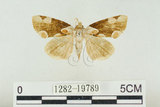 中文名:波紋蛾(1282-19789)學名:Thyatira batis formosicola Matsumura, 1933(1282-19789)